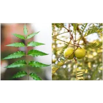 Soil Amla Plant 
